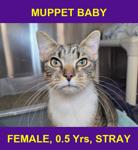 MUPPET BABY
